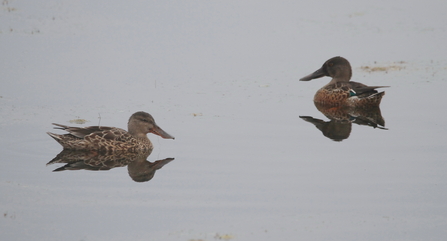 Two Shoveler birds sit atop a body of water 