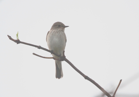 A spotted flycatcher sits atop a branch