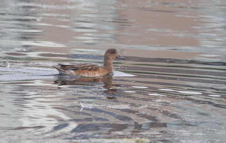 A wigeon swims across a body of water