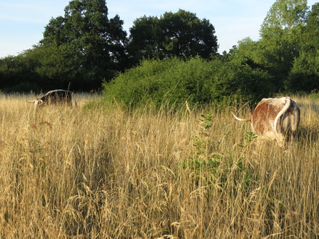 Longhorn cattle at Tptteridge Fields