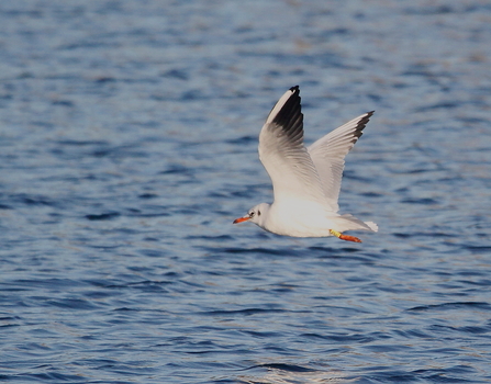 A black-headed gull flies across water