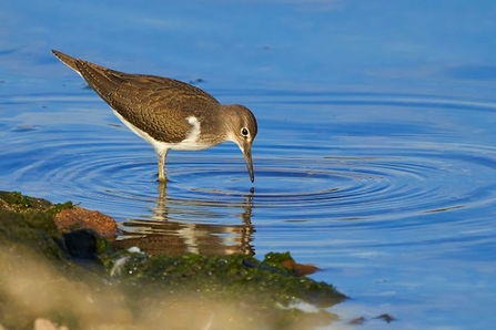 A common sandpiper dips its beak into the water