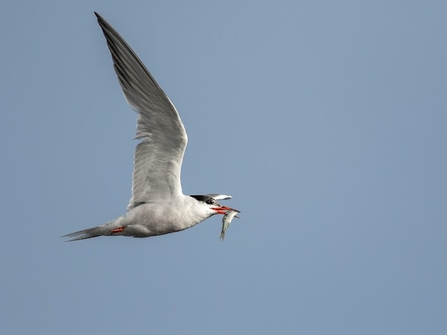 A common terns flies with a fish in it's beak
