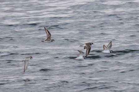 five ringer plover fly across water