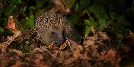 A hedgehog snuffling around in the leaf litter