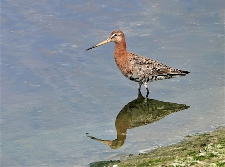 A black-tailed godwits stands in the water on a shoreline 
