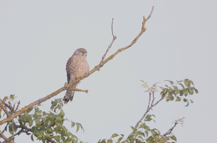 A kestrel sits atop a branch in a tree