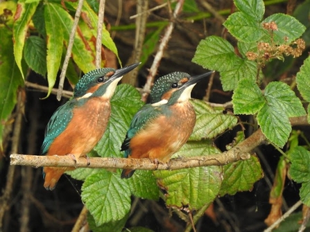 Two kingfishers sit atop a branch