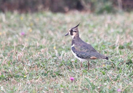 A lapwing stands amongst short grass