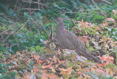 A female pheasant stood amongst leaves 