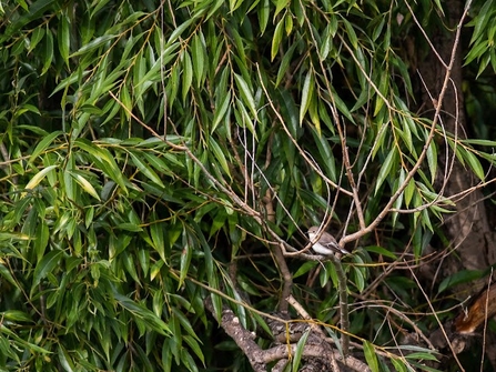 A pied sits on a branch in a tree