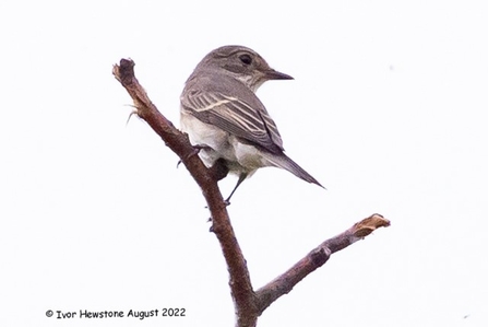 A spotted flycatcher sits atop a branch