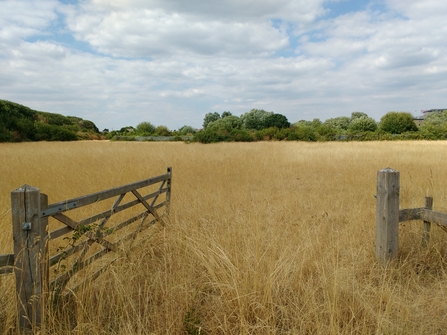 A dry meadow Huckerby's Meadow's