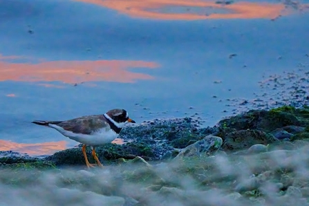 Ringed plover stands on a beach next to the water