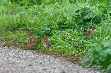 four meadow pipts stand amongst grass