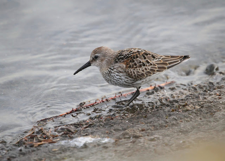 A dunlin stands in the water on the shoreline