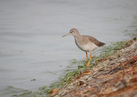 A redshank stands on the shore in the water