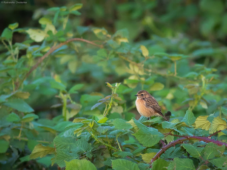 A stonechat sits on a branch amongst branches and leaves