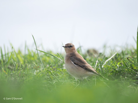 A wheatear stands amongst grass