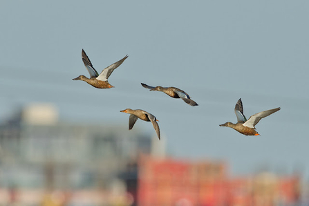 four shoveler's fly through the air