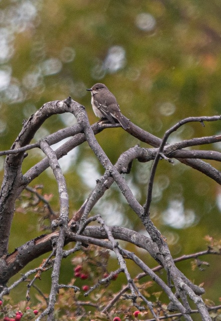 A spotted flycatcher sits atop a branch