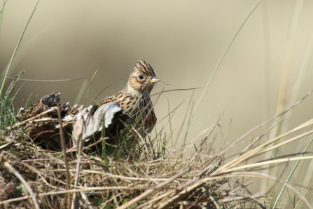 A skylark sits on it's nest