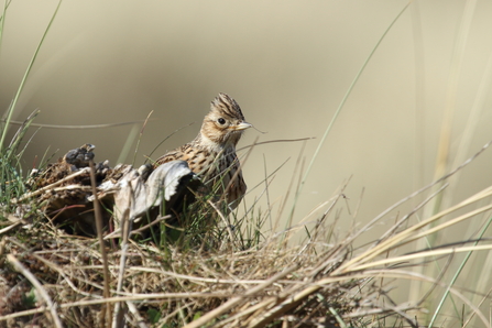 A skylark sits on it's nest