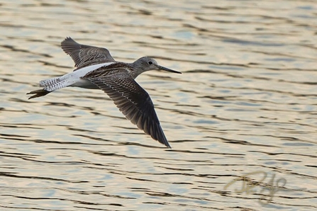 A greenshank flies over water