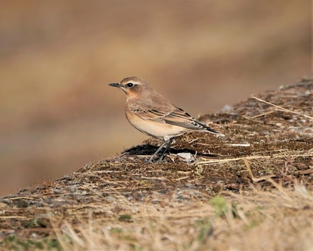 A wheatear sits atop a wall