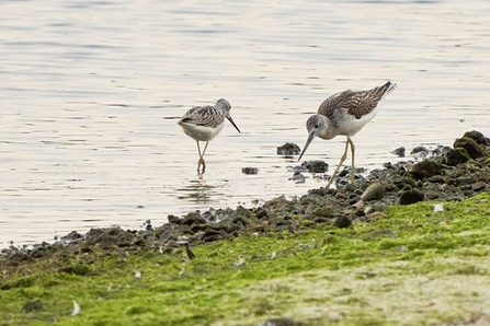 Two greenshank stand in the water of a shoreline