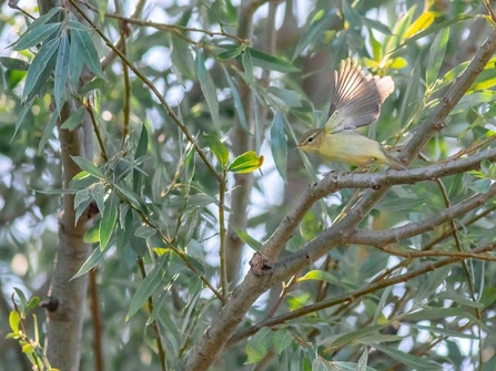 A willow warbler sits in a tree spreading it's wings