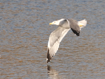 A yellow-legged gull swoops over water