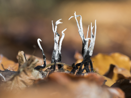 Candle-snuff fungus surrounded by orange and brown autumn leaves. The fruiting bodies are long and thin, black at the base and white-grey near the top.