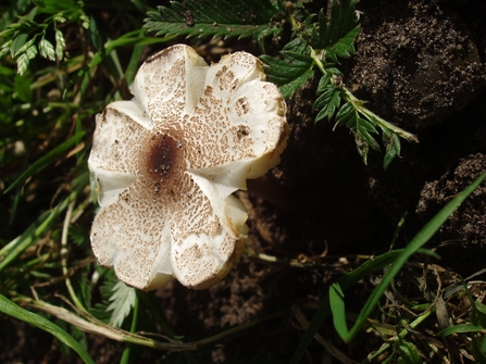 An earthstar fungus growing against some deadwood