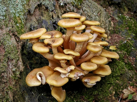 Honey fungus mushrooms growing against a tree