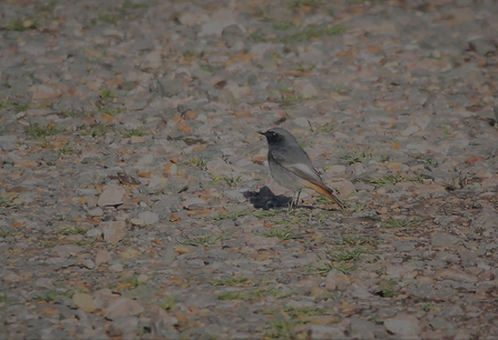 a black redstart sits atop a leaf covered ground