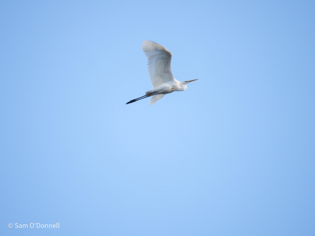 A great egret fly's through the bright blue sky