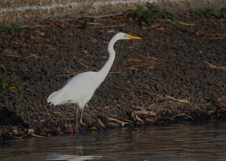 a great egret stands with its legs in water next to a bank 