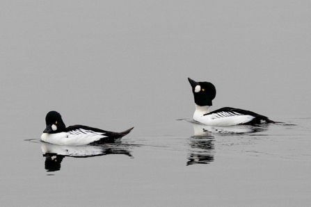 Two goldeneye swim across water