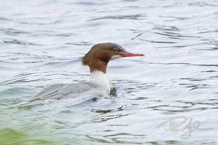 a goosander swims across water