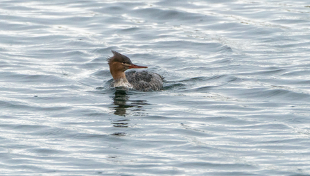 A red-breasted merganser atop water