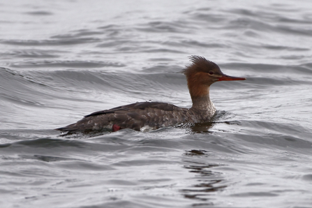 A red-breasted merganser atop water