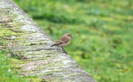 a wheatear sits on the edge of a stone wall