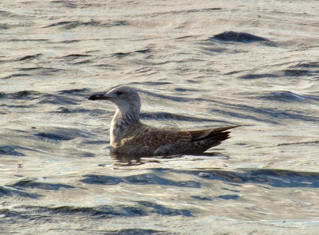a caspian gull, sits atop water
