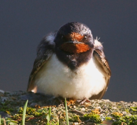 a swallow looking at the camera sat on a stone wall