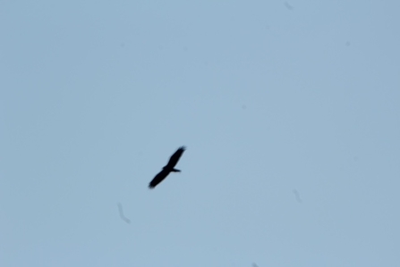 a marsh harrier with its wings extended in the sky