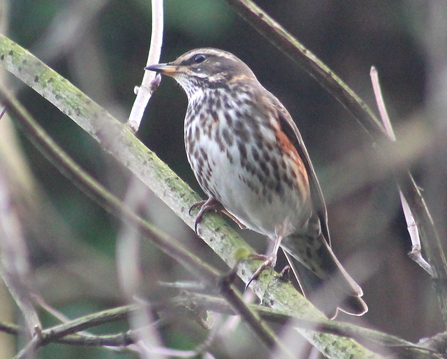 A redwing sits on a branch turning its head to the side