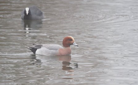 A wigeon swims across a body of water