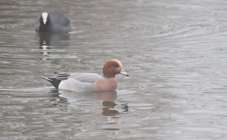 A wigeon swims across a body of water