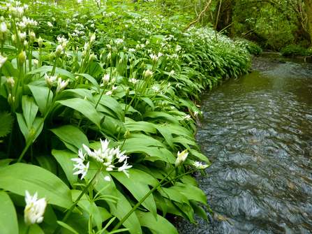 Wild garlic growing next to a stream. The plant has large, long green leaves and star-like white flowers.